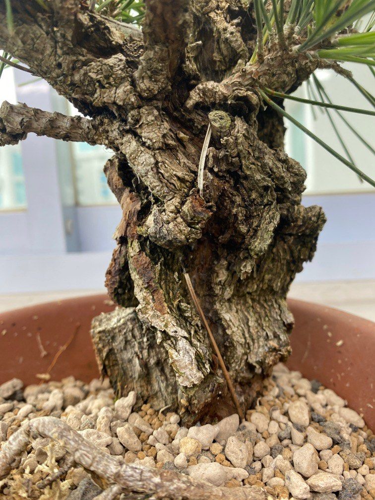 Cork Bark Black Pine, Furniture & Home Living, Gardening, Plants