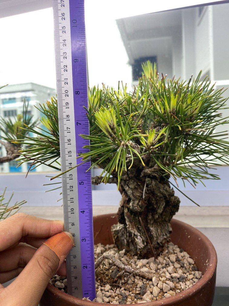 Cork Bark Black Pine, Furniture & Home Living, Gardening, Plants