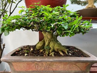 (Category: ) located in . Submitted by bonsai_b (Listing ID 1235336711, Image 1). Description: .