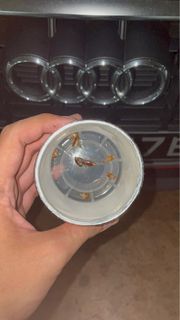 (Category: ) located in . Submitted by superudetailing (Listing ID 1235417716, Image 1). Description: .
