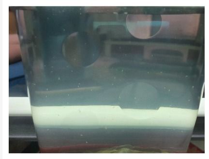 Sea Monkeys Sea Monkey Seamonkey Ocean Zoo Tank Artifical Shrimp Pet ...