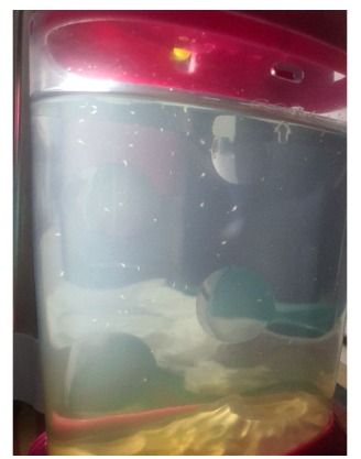 Sea Monkeys Sea Monkey Seamonkey Ocean Zoo Tank Artifical Shrimp Pet ...