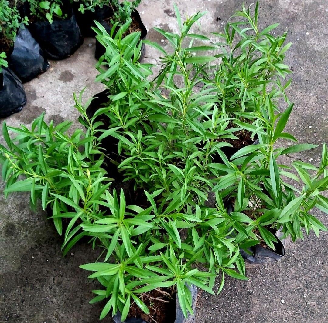 Tarragon herb plant on Carousell