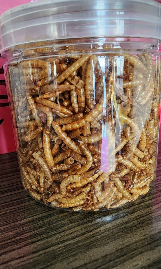 Mealworm for hamsters small animals Pet Supplies Pet Food on