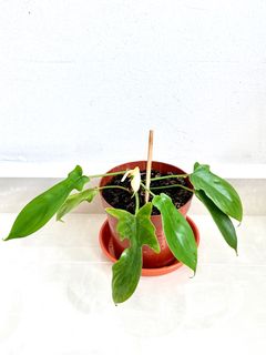 (Category: ) located in . Submitted by PlantsJoy (Listing ID 1240350125, Image 1). Description: .