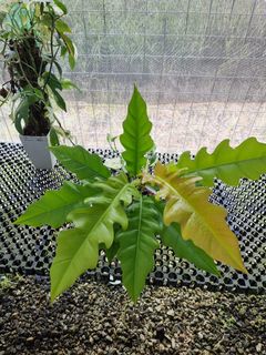(Category: ) located in . Submitted by kungfuflora (Listing ID 1240295338, Image 1). Description: .