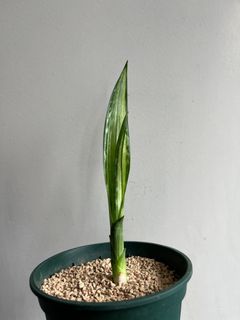 （分類：）位於 。 由 howgoodmythings 提交（商品編號 1237724179，圖片 1）。簡介： 。