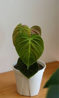 （分類：）位於 。 由 joyofplant 提交（商品編號 1235606513，圖片 1）。簡介： 。