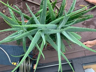 (Category: ) located in . Submitted by nina_ross (Listing ID 1235655011, Image 1). Description: .