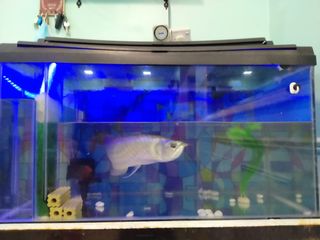 (Category: ) located in . Submitted by sopiro87 (Listing ID 1235553988, Image 1). Description: .