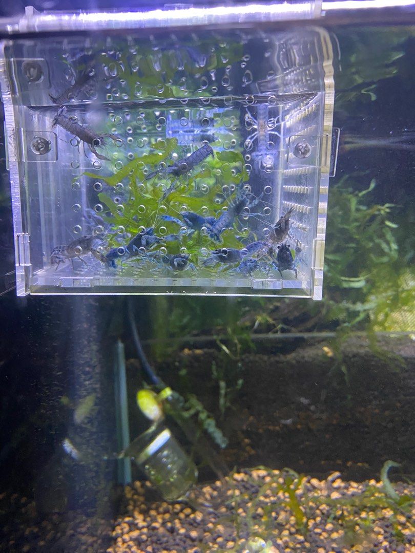 Breeding Box For Fish shrimp Pet Supplies Homes Other Pet breeding-box-for-fish-shrimp-pet-supplies-homes-other-pet