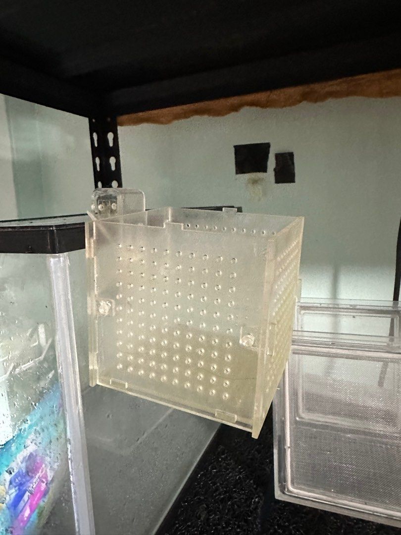 Breeding box for fish/shrimp, Pet Supplies, Homes & Other Pet