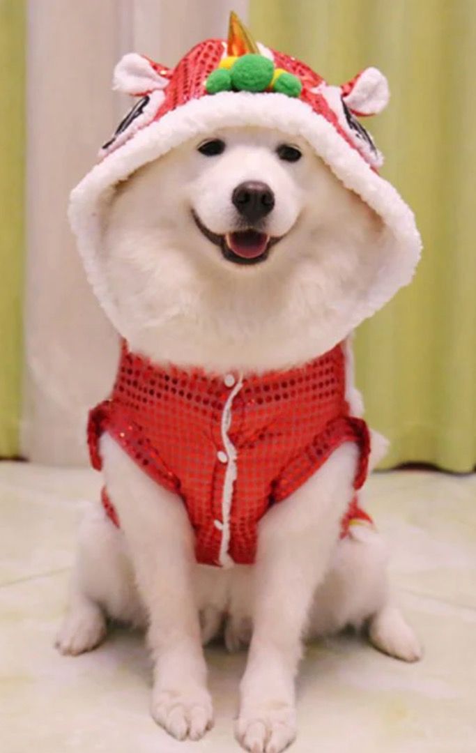 Chinese Dragon Dance Dog Costume Medium Size Dog i.e. Shiba Inu