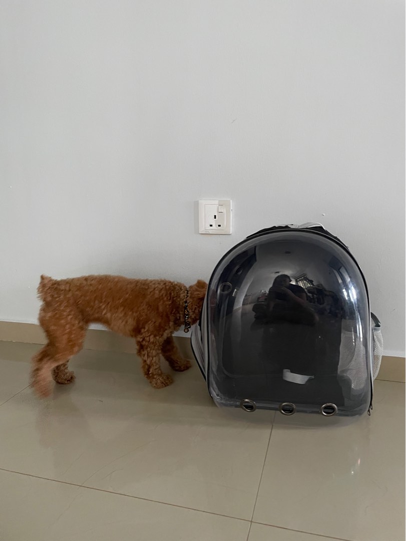 Clear Pet Carrier, Pet Supplies, Homes & Other Pet Accessories on Carousell