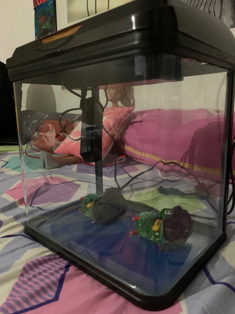 Fish Aquarium - 12” (1 sqft), Pet Supplies, Homes & Other Pet ...