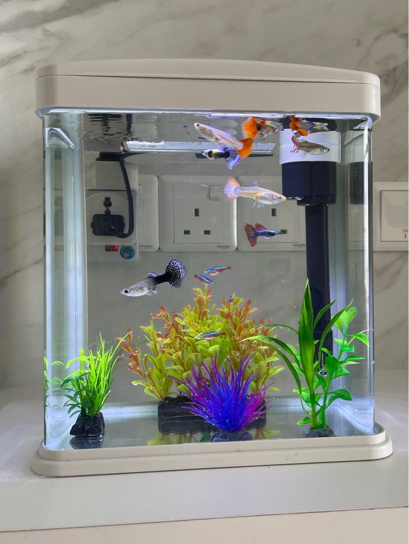 Full set small aquarium for sale, Pet Supplies, Homes & Other Pet  Accessories on Carousell