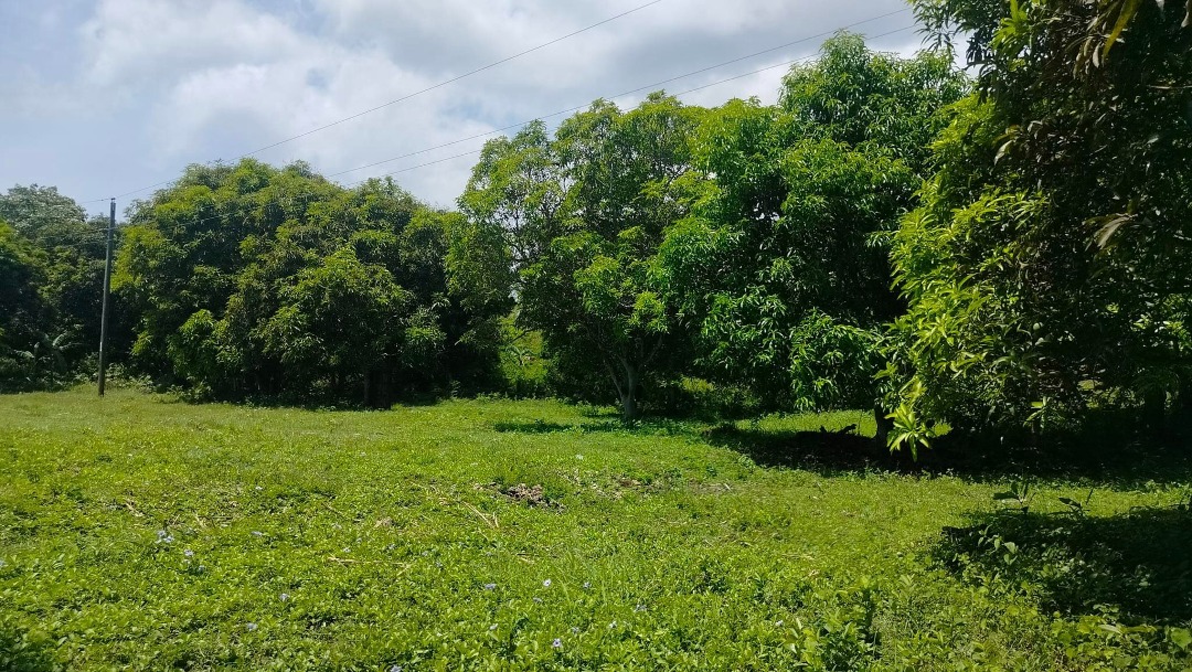 Lot for sale 15,000 sqm clean title Bogo City 1,000/sqm on Carousell