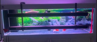 (Category: ) located in . Submitted by adtriqal (Listing ID 1235643197, Image 1). Description: .