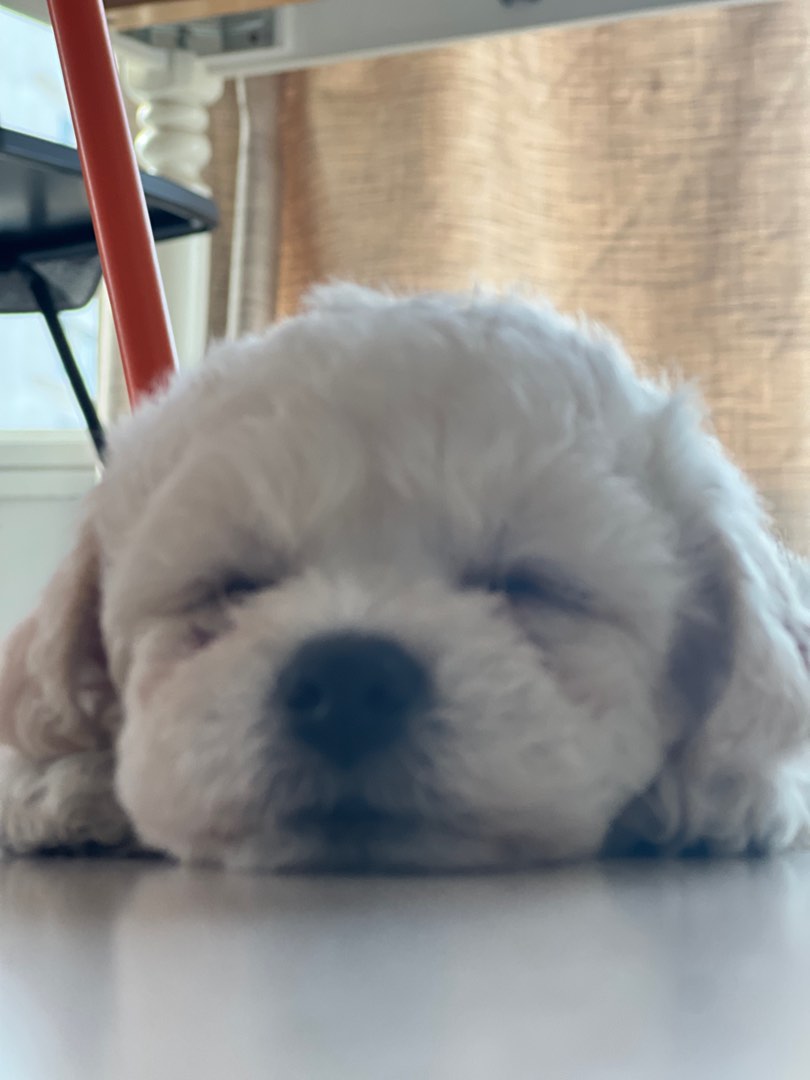 Pet Shop for Takeover, Pet Supplies, Health & Grooming on Carousell