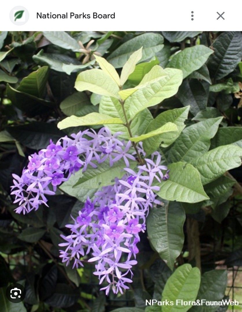 Sandpaper Vine plant seedling, Furniture & Home Living, Gardening