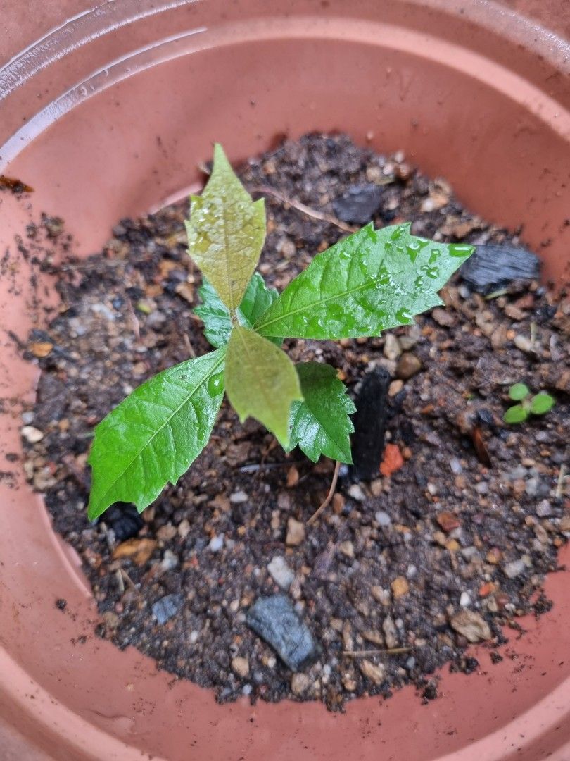 Sandpaper Vine plant seedling, Furniture & Home Living, Gardening