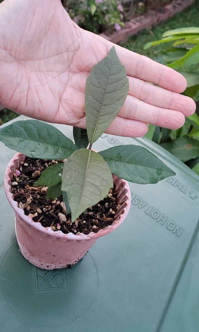 Sandpaper vine seedling B, Furniture & Home Living, Gardening, Plants