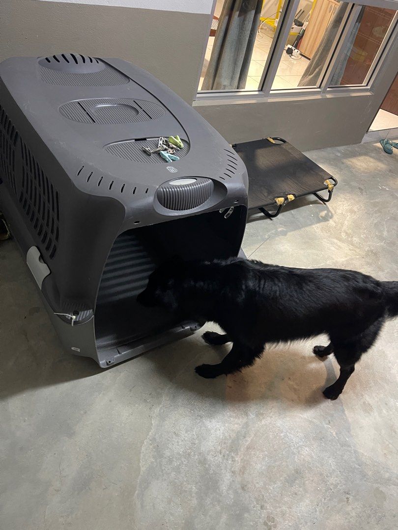 Airline approved dog crate XL, Pet Supplies, Homes & Other Pet
