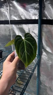 Anthurium Besseae Aff