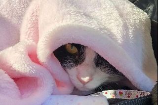 (Category: ) located in . Submitted by catwarehouse (Listing ID 1235814689, Image 1). Description: .