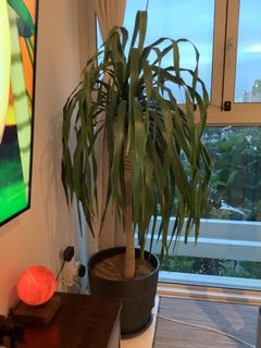 (Category: ) located in . Submitted by anttiti (Listing ID 1235795970, Image 1). Description: .