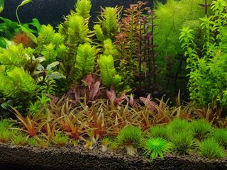 (Category: ) located in . Submitted by top_gd_shop (Listing ID 1235719412, Image 1). Description: .