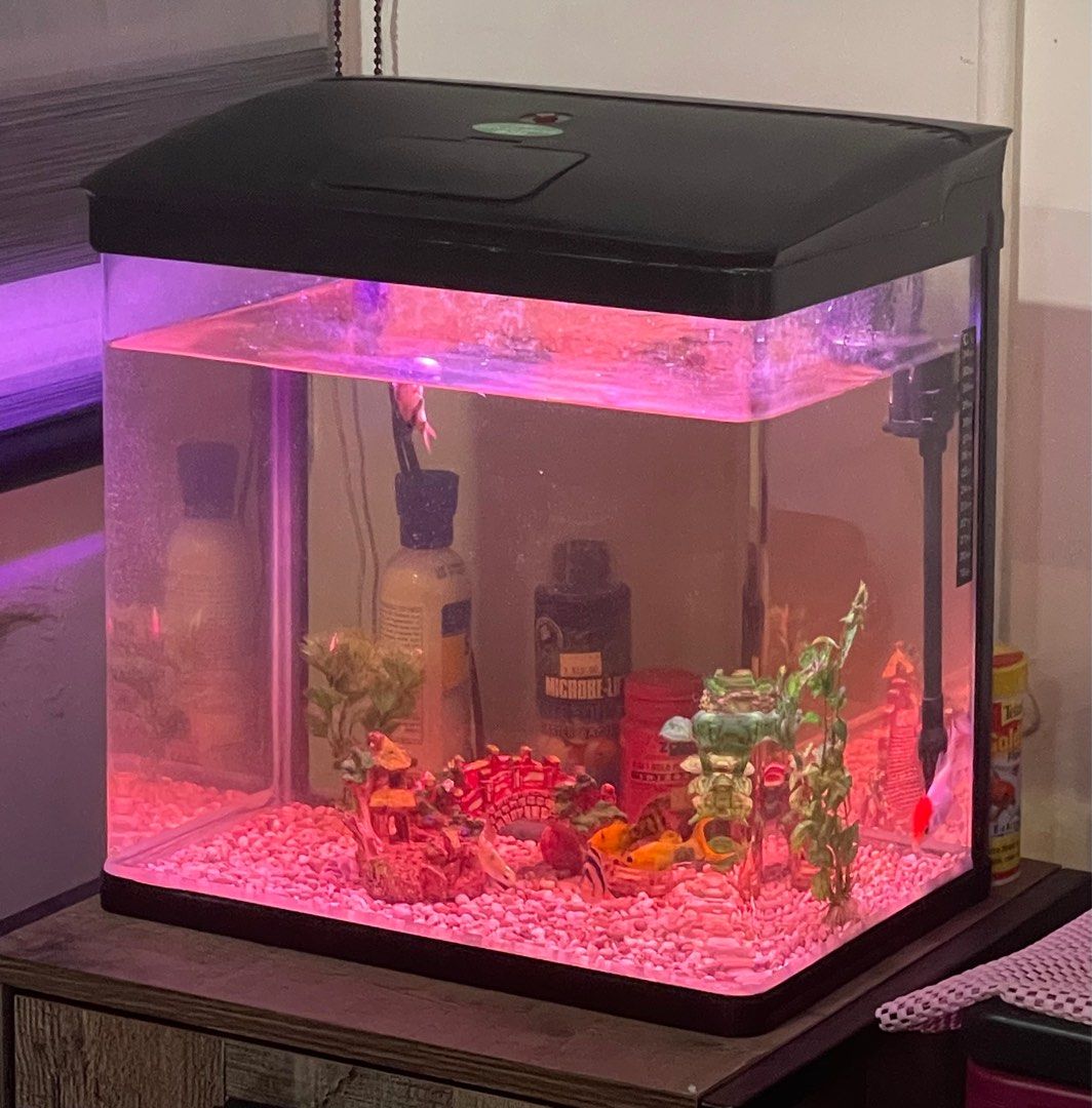 Fish Tank, Pet Supplies, Homes & Other Pet Accessories on Carousell