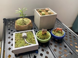Home greening plant