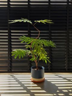 Japanese Everfresh tree (Pithecellobium Confertum)