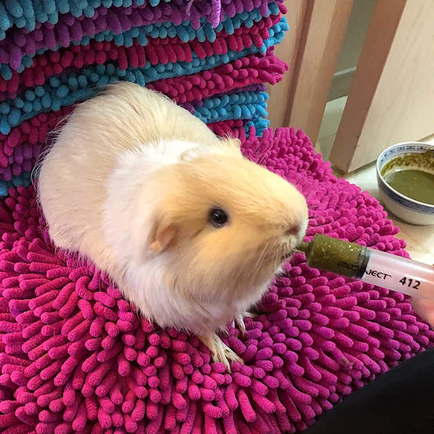 Guinea pig recovery sales food