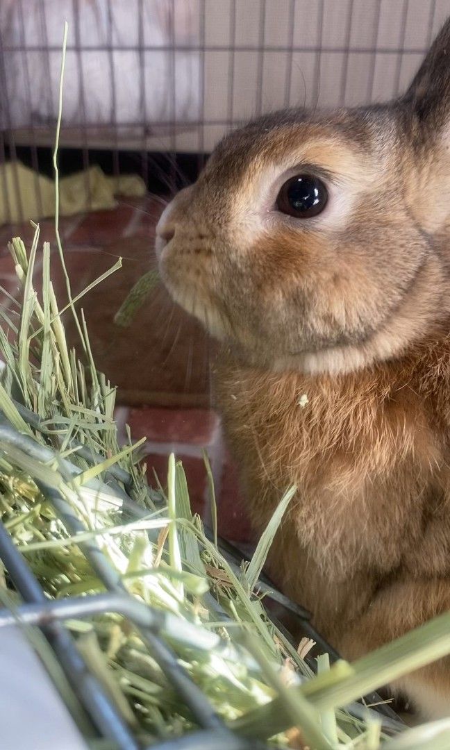 Ongoing Pet Boarding for Rabbit Bunny Bunnies Guinea Pig Northeast
