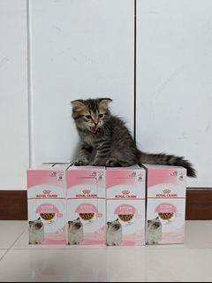 Royal Canin Kitten Dry Kibbles, 2kg @ $32, 4kg @ $60, 10kg @ $118 | Wet Pouches @ $19.9 per box of 12. Mother and Baby Cat stage 2 available, 4kg @ $60! Note: Kitten for illustration purpose only! ❌ Strictly not for Sale!