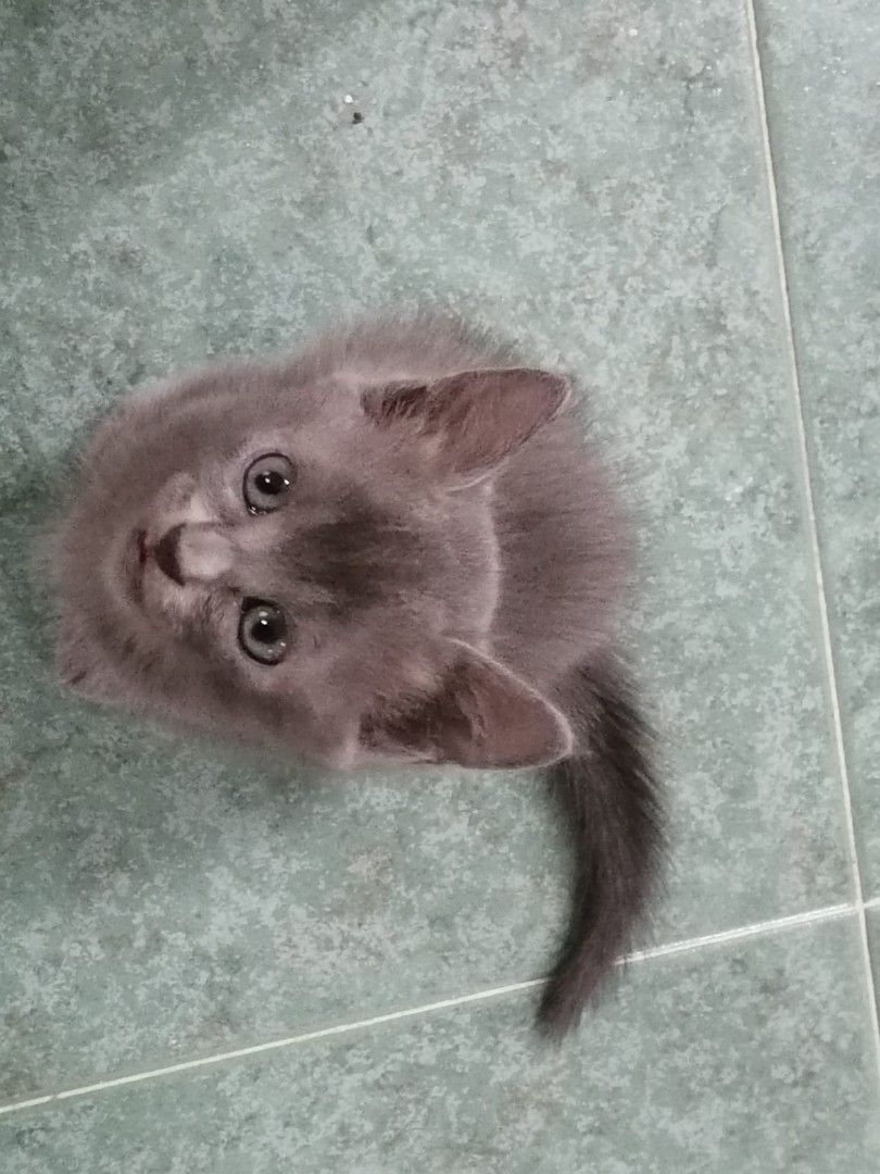 Pet sitting cats only 2025