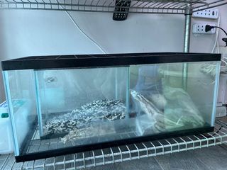 (Category: ) located in . Submitted by kykliem (Listing ID 1235999756, Image 1). Description: .