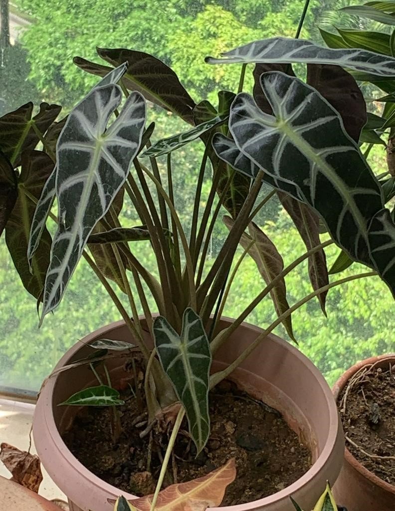 Outdoor Plants for Sale, Furniture & Home Living, Gardening, Plants