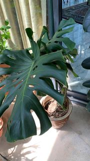 (Category: ) located in . Submitted by sushmita_121 (Listing ID 1235902874, Image 1). Description: .