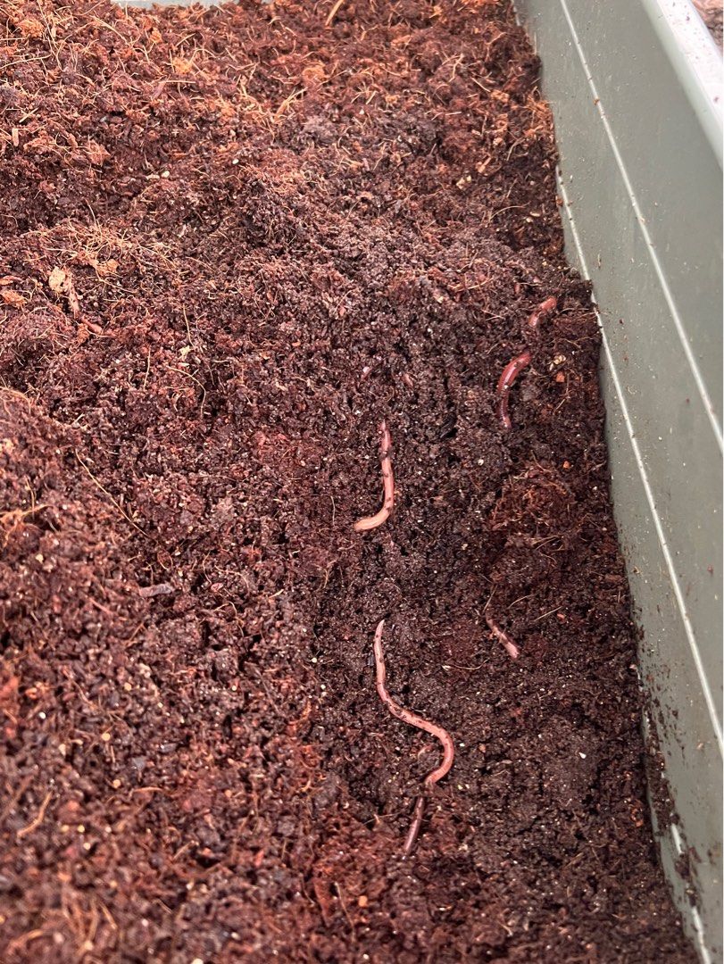[DIY fertiliser] Earthworm bin SG, Furniture & Home