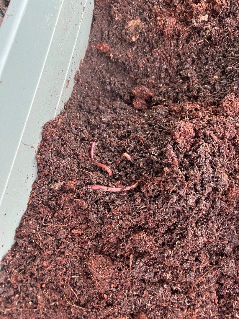 [DIY fertiliser] Earthworm bin SG, Furniture & Home