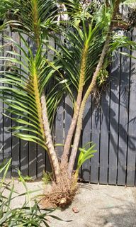 (Category: ) located in . Submitted by oasis228 (Listing ID 1235354106, Image 1). Description: .