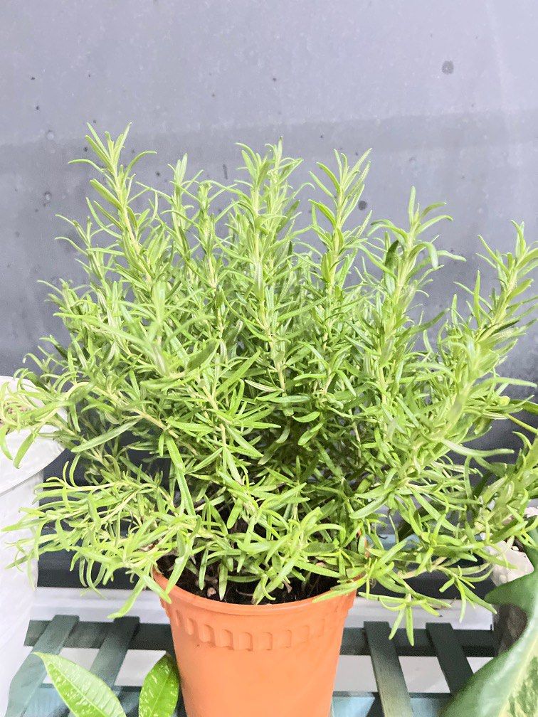 Very healthy Rosemary Plant, Furniture & Home Living, Gardening, Plants