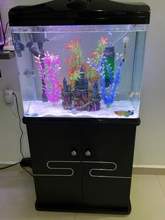 2ft Fish tank with Cabinet
