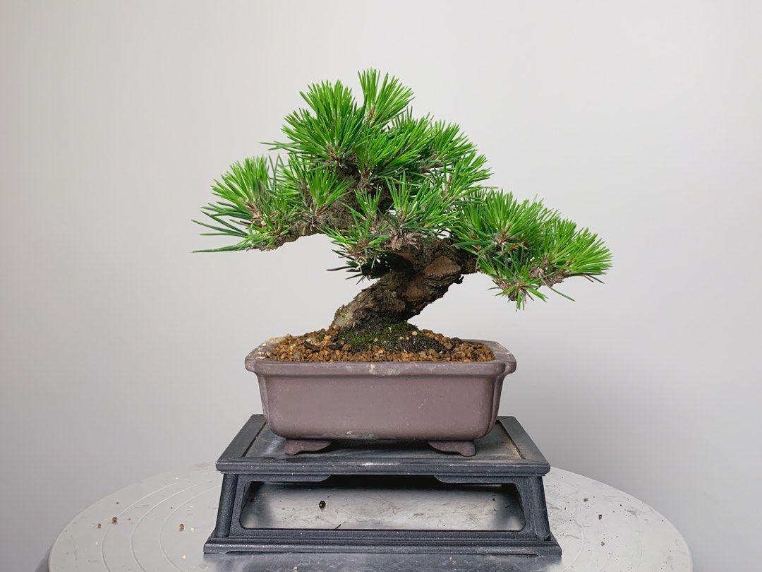 最高峰 P. willinckii “Moonlight“ 月光 最高峰 P. willinckii “Moonlight“ 月光