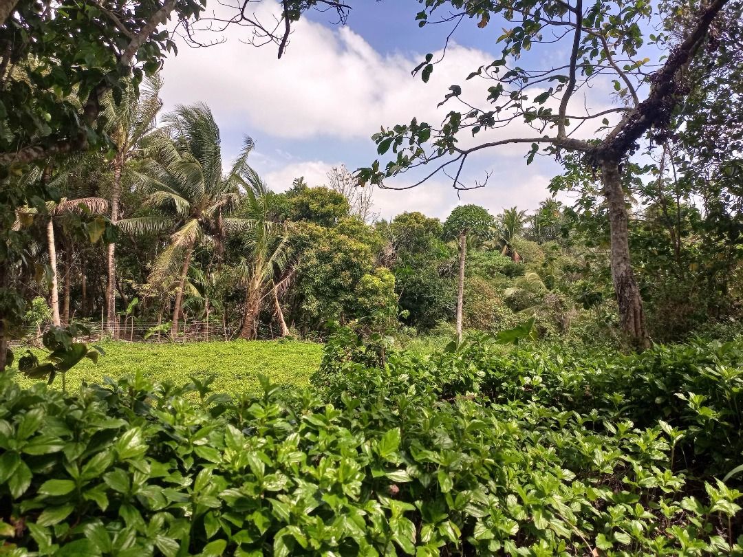 Farm land Farm lot for sale in Alfonso Cavite, Property, For Sale, Lot