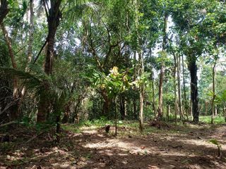 Farm lot-flat lot for sale with fruits bearing