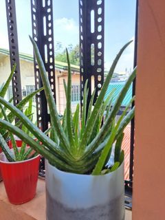 For sale Aloe vera in Quezon City